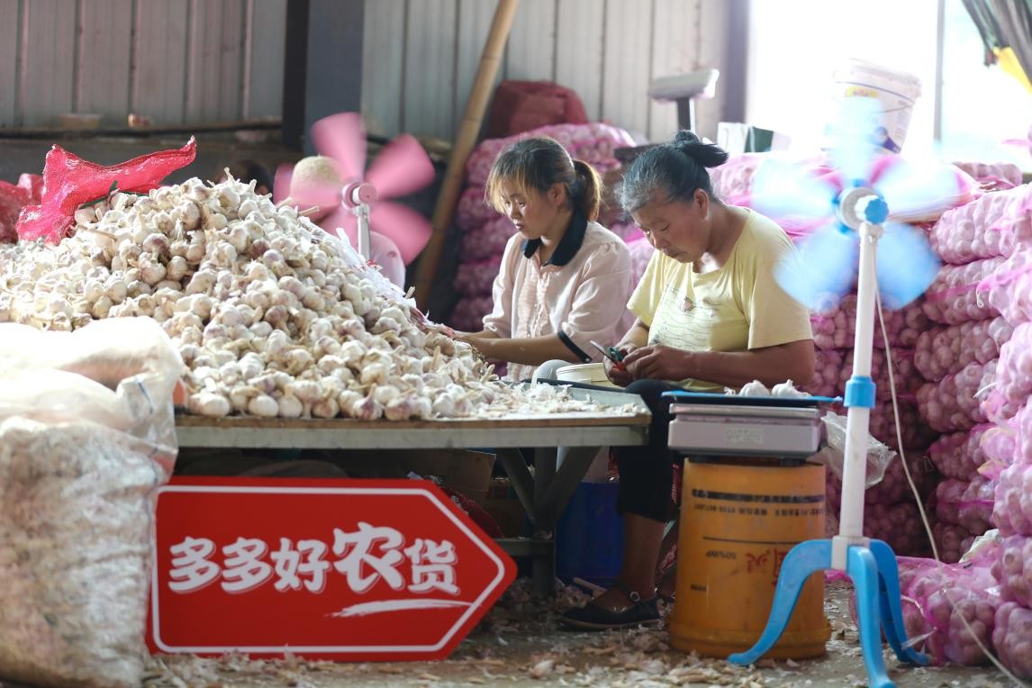 金乡大蒜线上拼出圈后：一业旺，百业兴，蒜农笑逐颜开