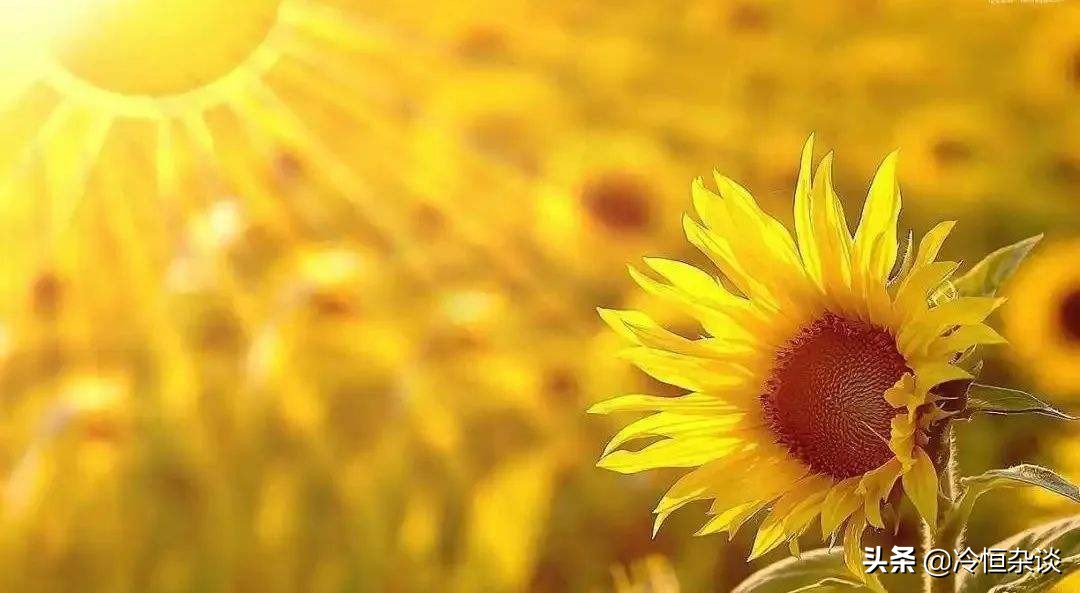 向阳而生·电视剧《人世间》主题曲歌词感悟