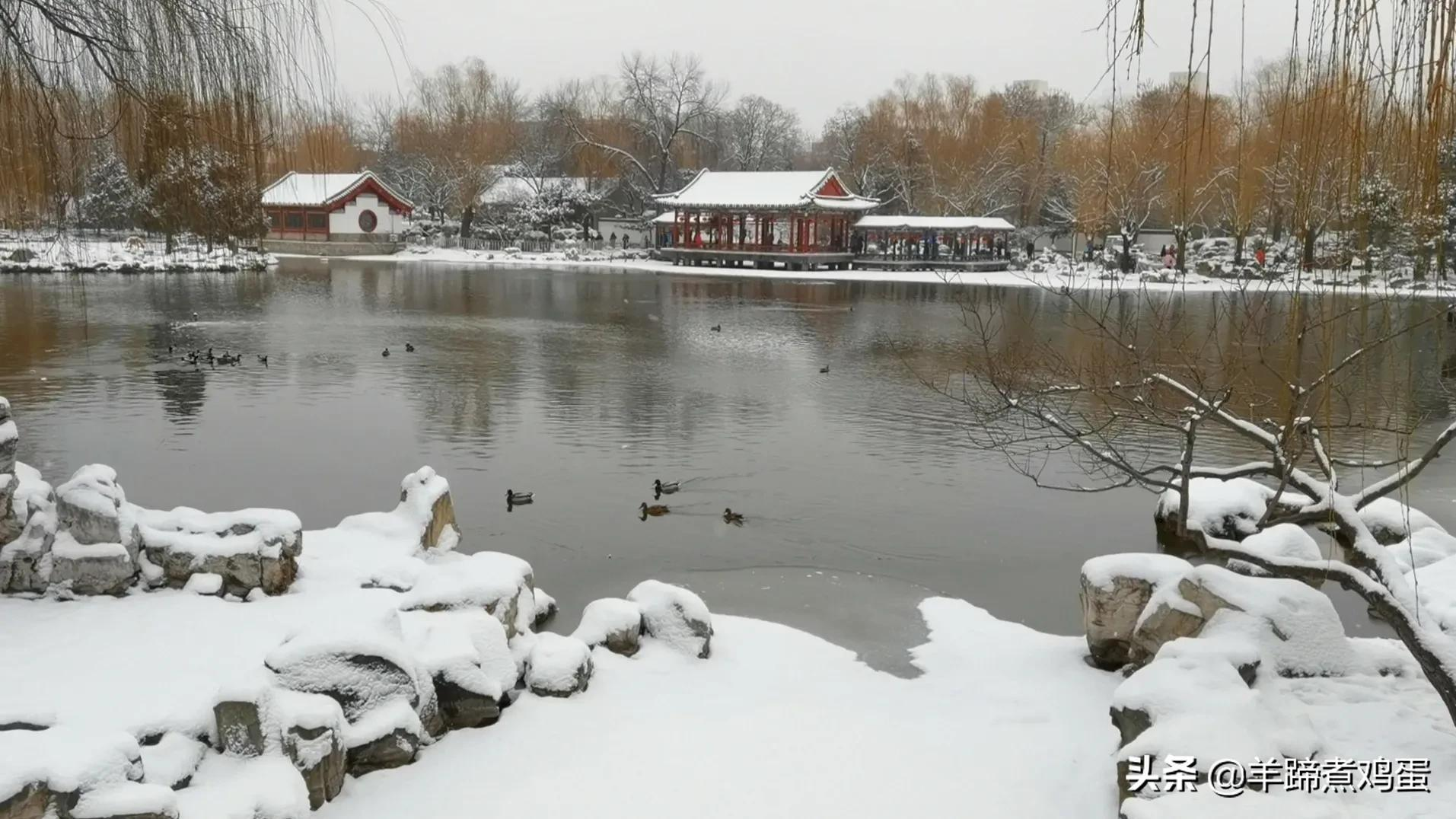 难览观园全画景雪覆腊梅一隅香——踏雪寻游北京大观园