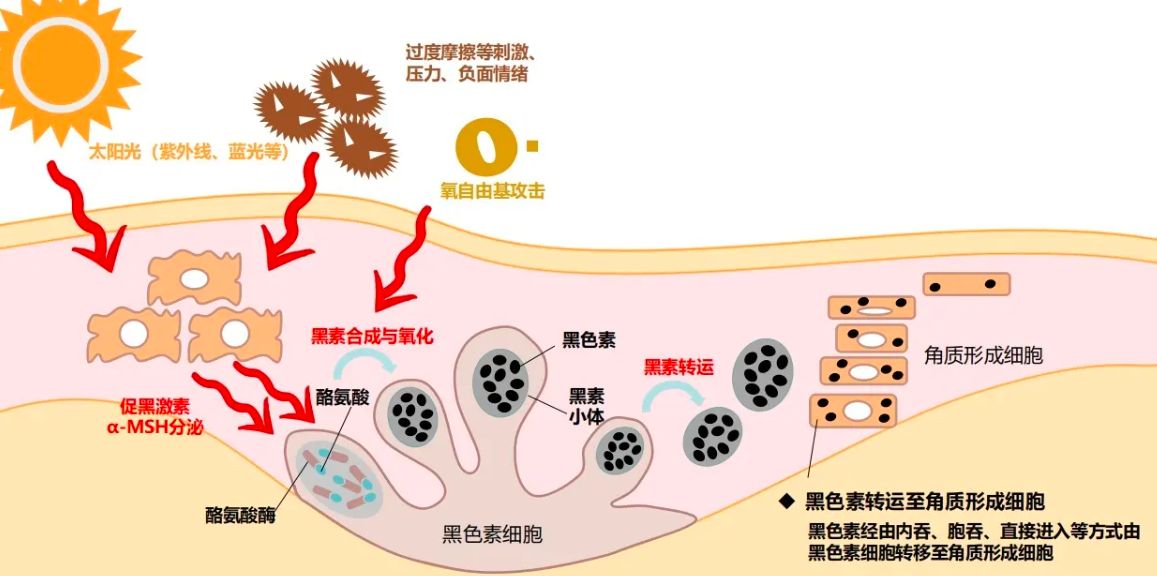 中国有多少白种人后裔(人类没有生殖隔离吗？为何黄种人、黑种人和白种人，能自由交配？)