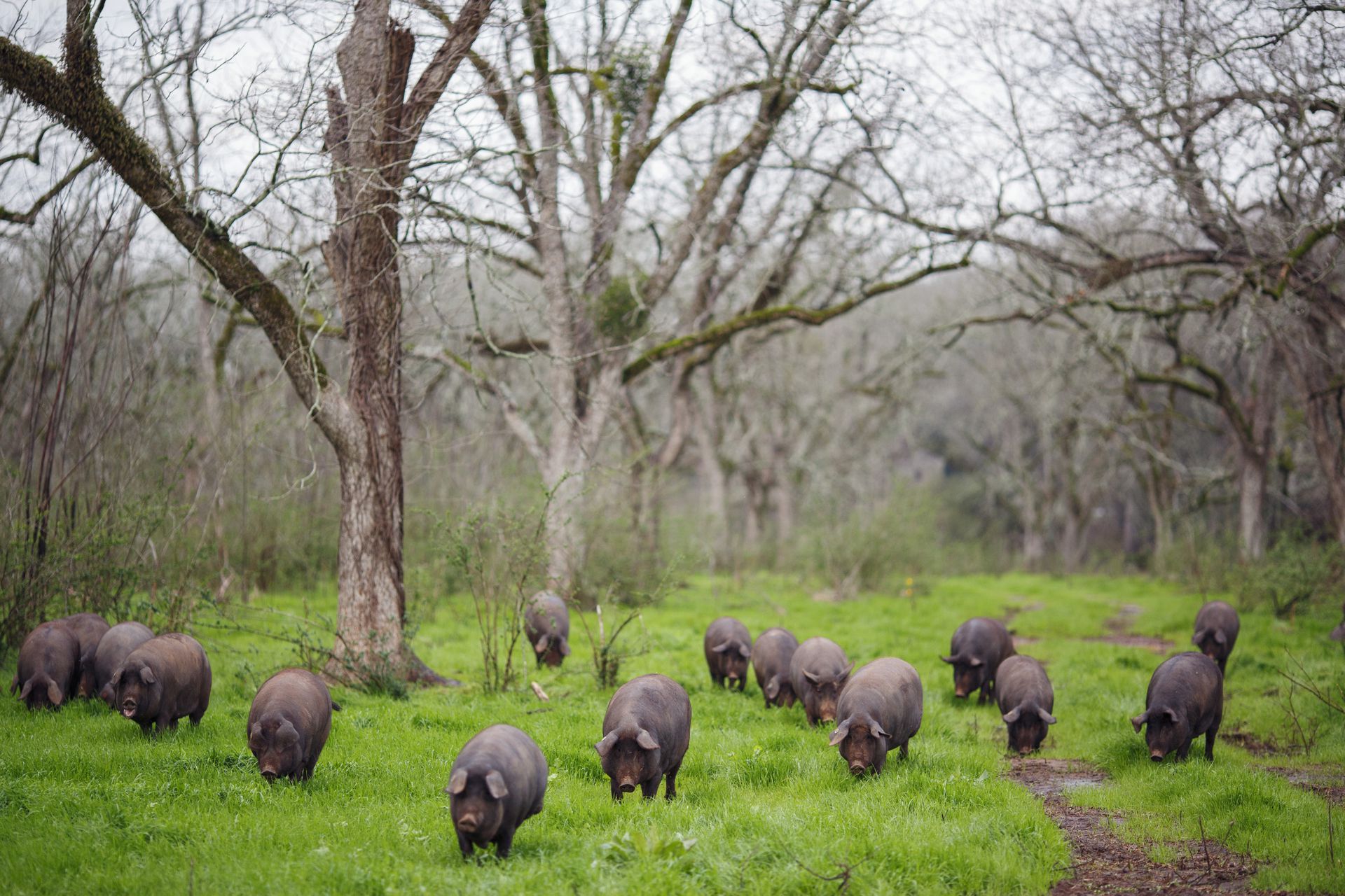 野猪喜欢吃什么食物 -生活知识库-donow知识库