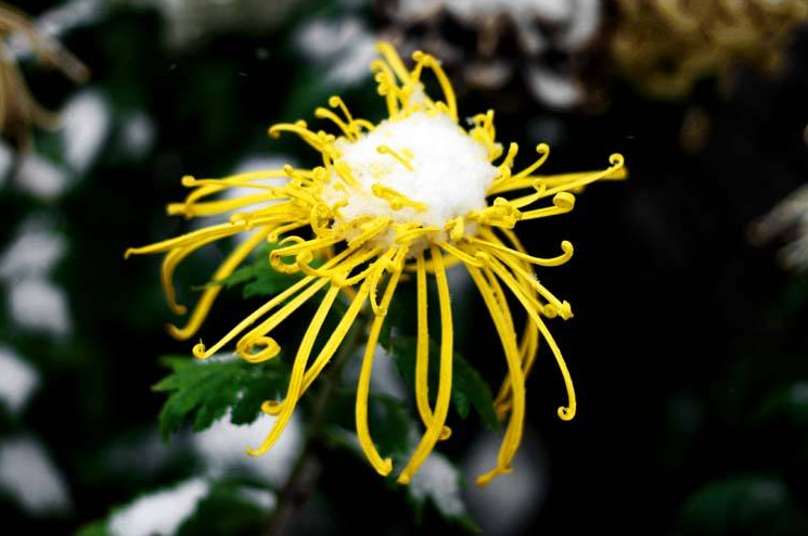 「诗词鉴赏」冬菊忘年友，十首有关冬菊的诗词，看菊花傲霜斗雪