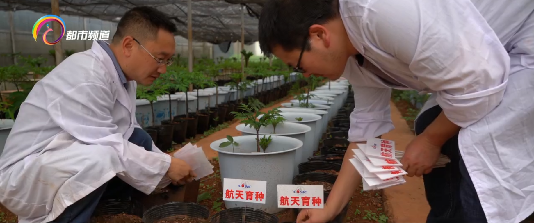 300粒太空魔芋种子在富源播种选育