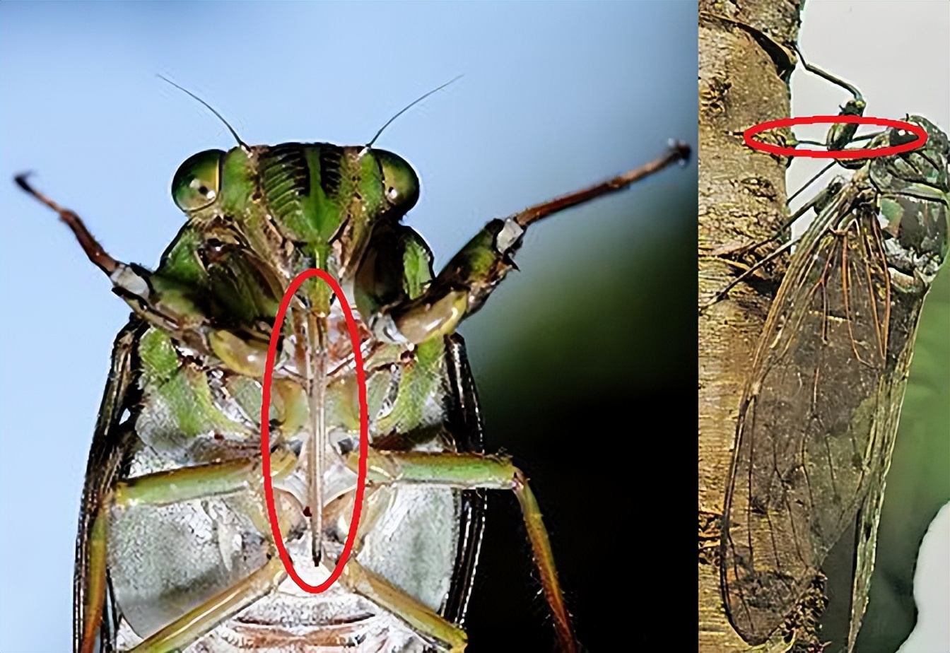杀虫杀螨剂——杀虫剂进入昆虫体内的三种途径