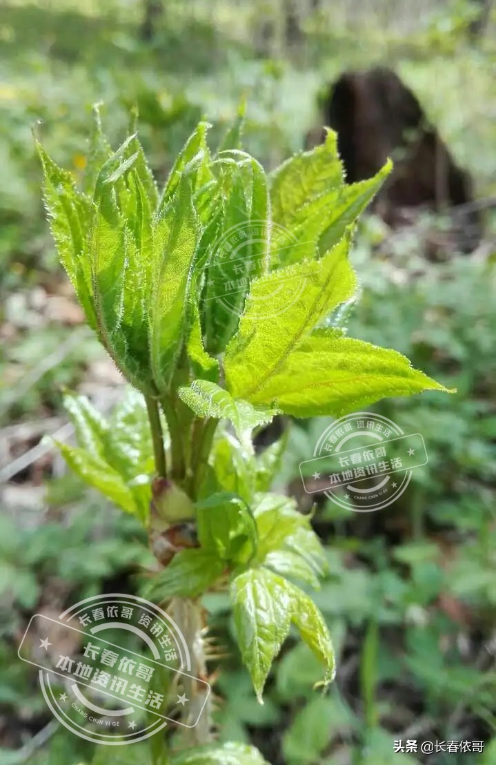 刺五加吃法大全（长白山珍品野菜刺五加科普）