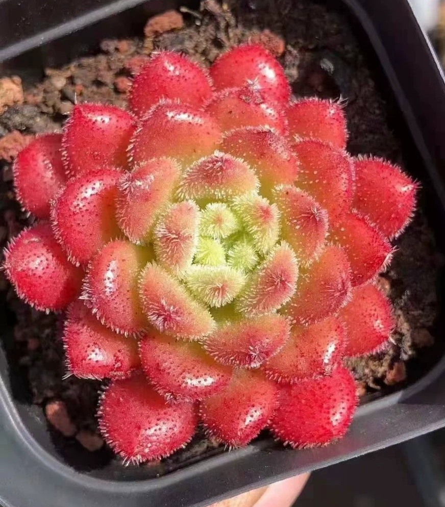 多肉的花语(多肉的花语和寓意送朋友)