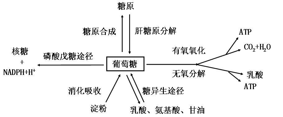 复杂的事简单说之一:人体三大营养物质的吸收与转化