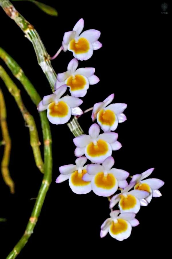 玫瑰石斛～茎悬垂，花姿优雅，玲珑可爱，花色鲜艳，气味芳香