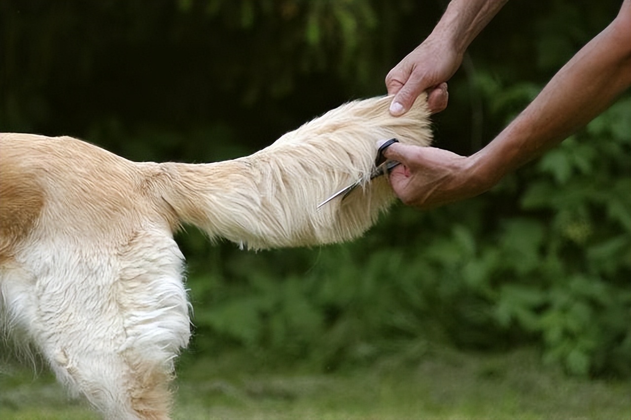 小狗几天断尾最好(盘点那些狗断尾的原因)