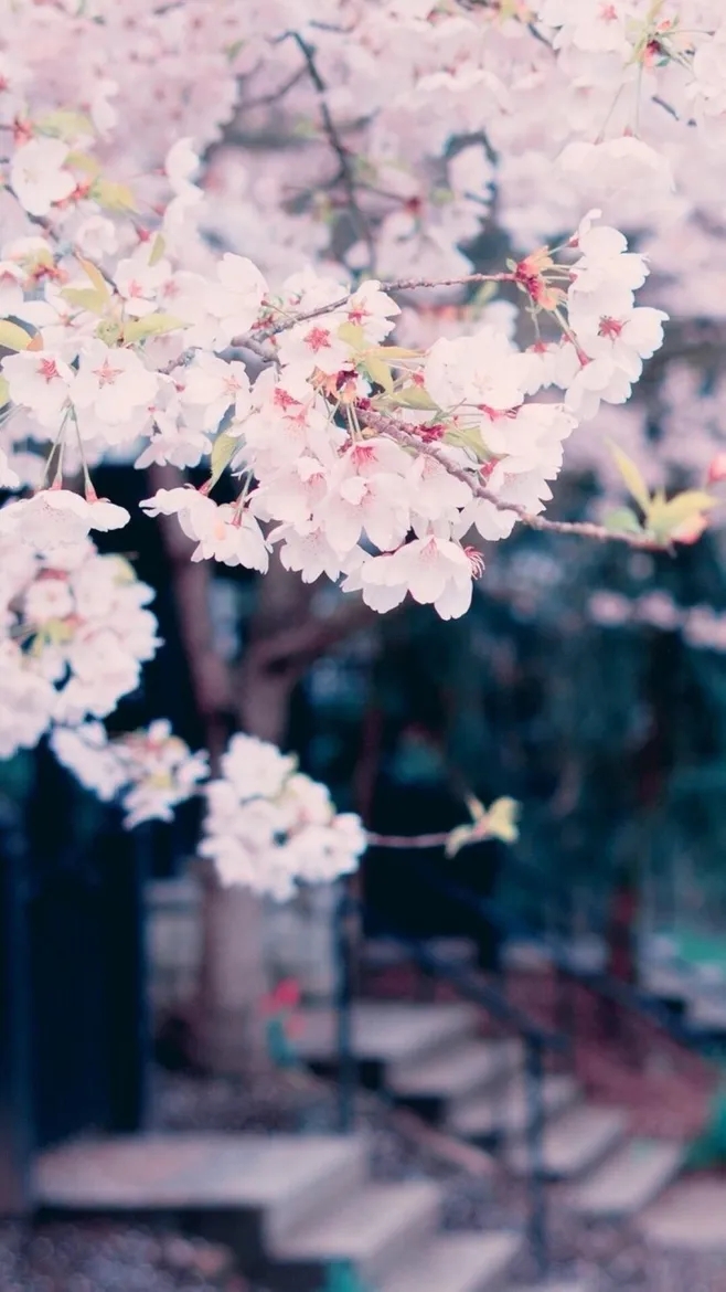 万里云 | 芳心寸寸情依旧，霞彩年年绘早春（樱韵读春格律十二首）