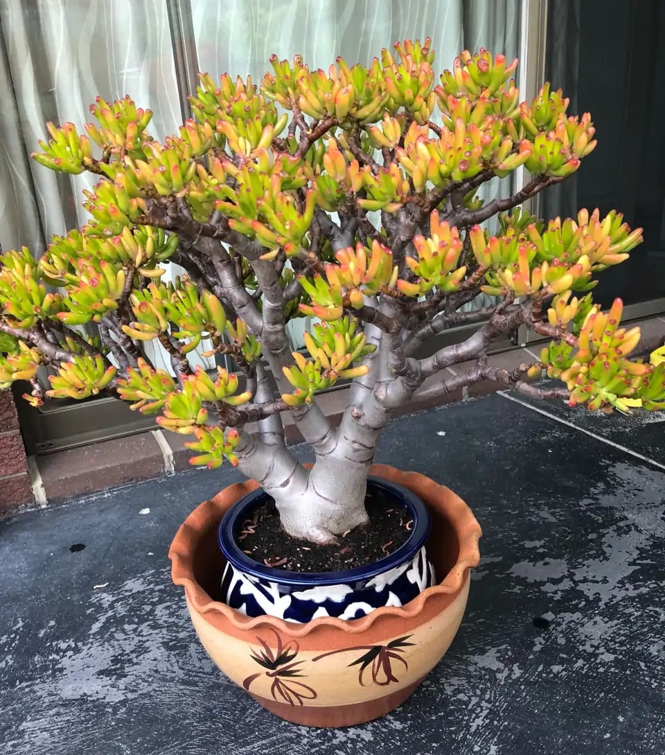 室内最好养的植物排名(自带“财气”的10种花，客厅一放“特高档”，寓意好，健康又好养)