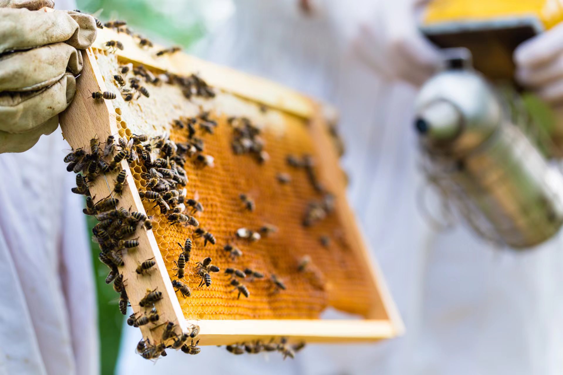 被蜂子蛰了之后应该怎么办 如何预防蜜蜂蛰伤？