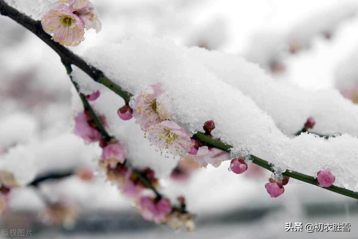 迎年雪梅明丽诗词七首：雪里开花白于雪，雪里梅花次第开