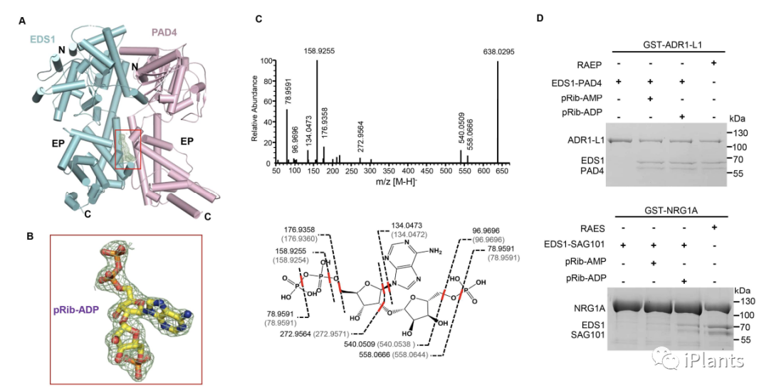 揭示了植物两种新型抗病信使及其作用机制，植物抗病领域重大突破