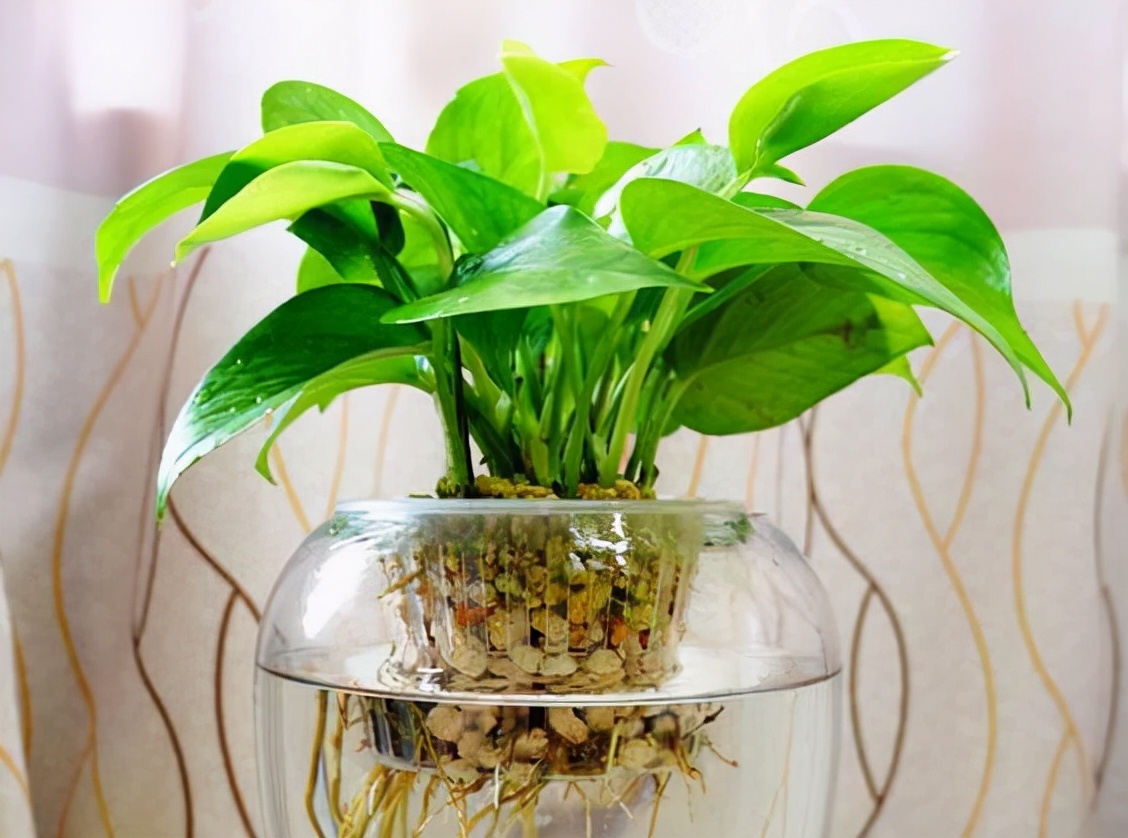 我國引進新型牧草，7天快速成熟，低成本高產(chǎn)量養(yǎng)殖人的福音
