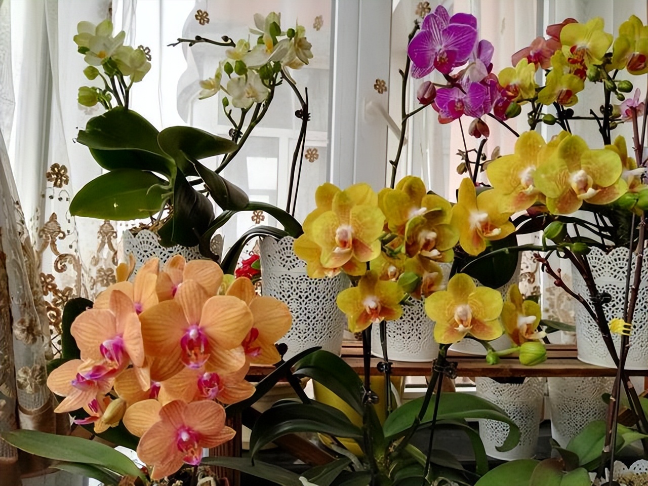 被称为名贵的品种(5种"贵族花",花中"奢侈品",一盆值上千元,家里有矿