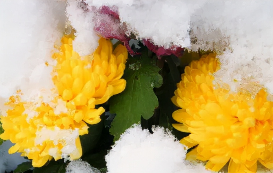 「诗词鉴赏」冬菊忘年友，十首有关冬菊的诗词，看菊花傲霜斗雪