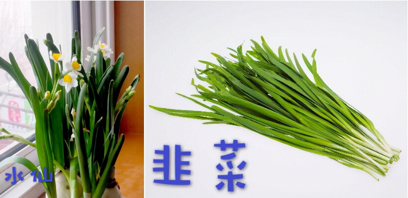 老人“偷韭菜”包饺子，导致孙子中毒，这种“毒物”太难分辨