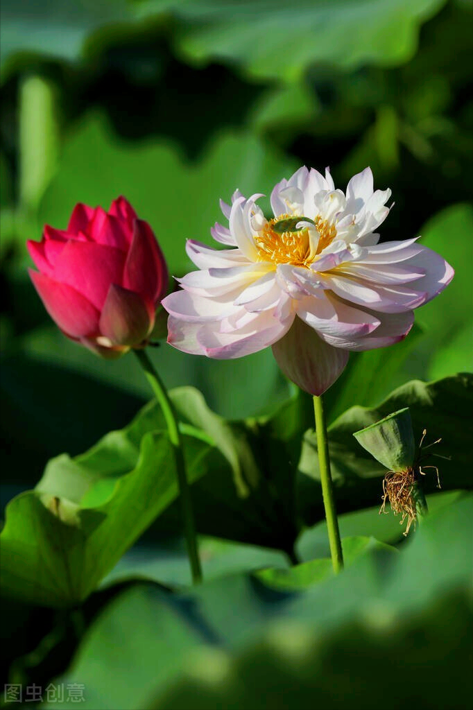 春暖花开朋友圈说说的好句子(一花一深爱，春暖花开爱钟情，鸟语花香情如画，赏心悦目醉人心)