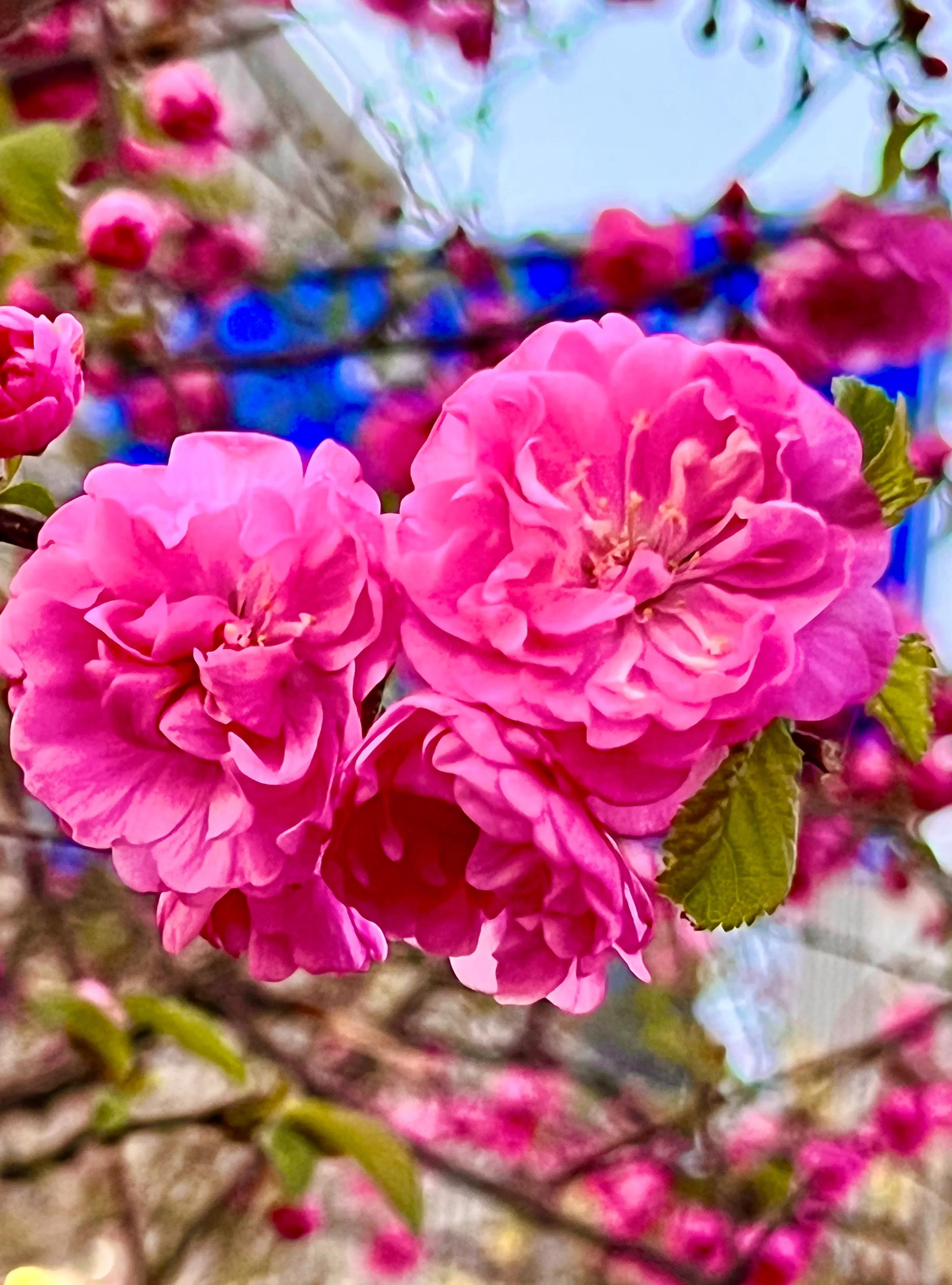 人间四月尽芳菲，繁花似锦芳草茵茵，花香四溢沁人心脾