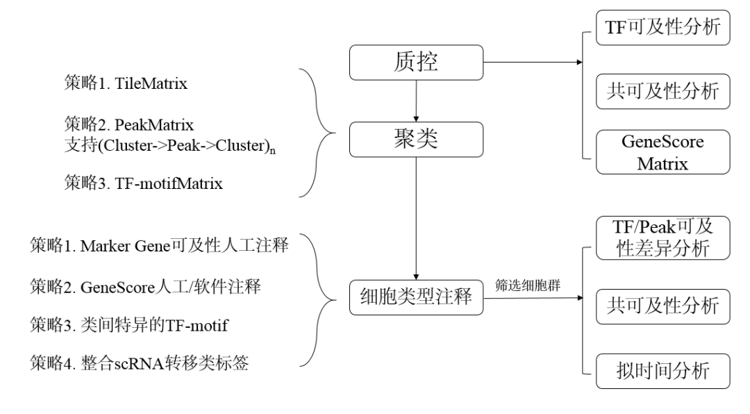 scATAC 基本分析思路介绍