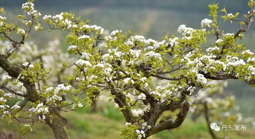 丹东这一地儿入选全国十大赏樱地！赏花攻略提前收藏