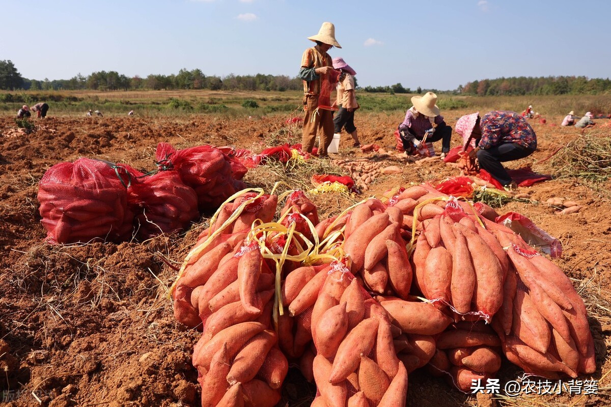 做好这5点(红薯生长后期如何管理更容易高产？重点做好这5点)