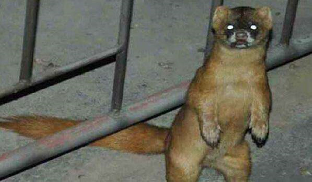 "黄鼠狼给鸡拜年没安好心",另一种说法是它们得道升仙,称呼其为黄大仙