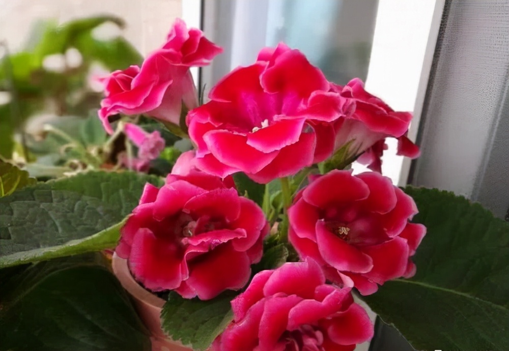 家里光照不足，建议养这10种“耐阴花”，有点散光就能长得很美