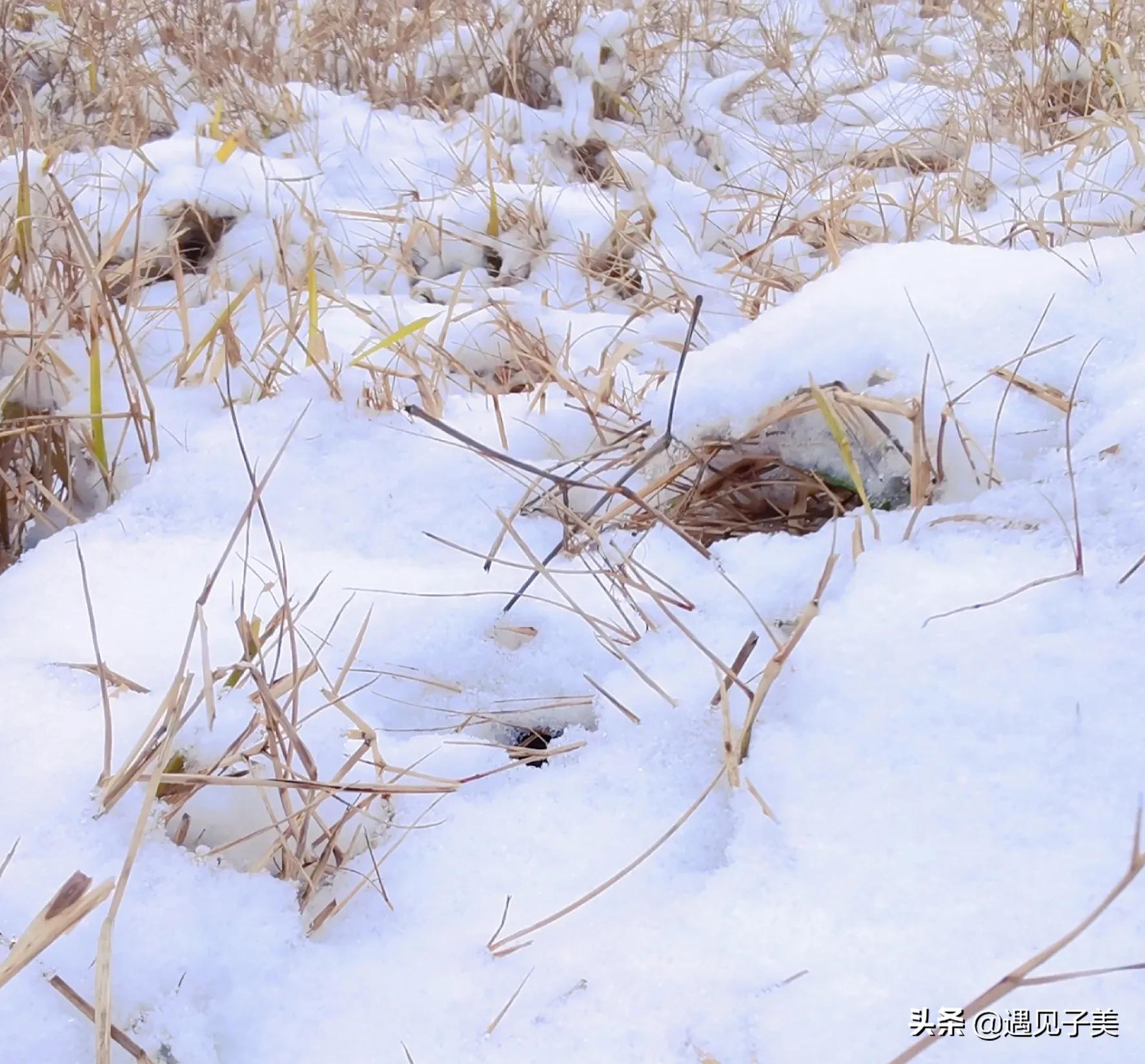 散文：大寒：岁寒将尽，待春归，山河无恙，美好如至