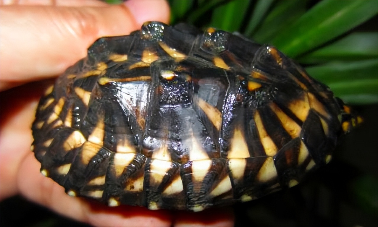 世上最大的斑点池龟图片