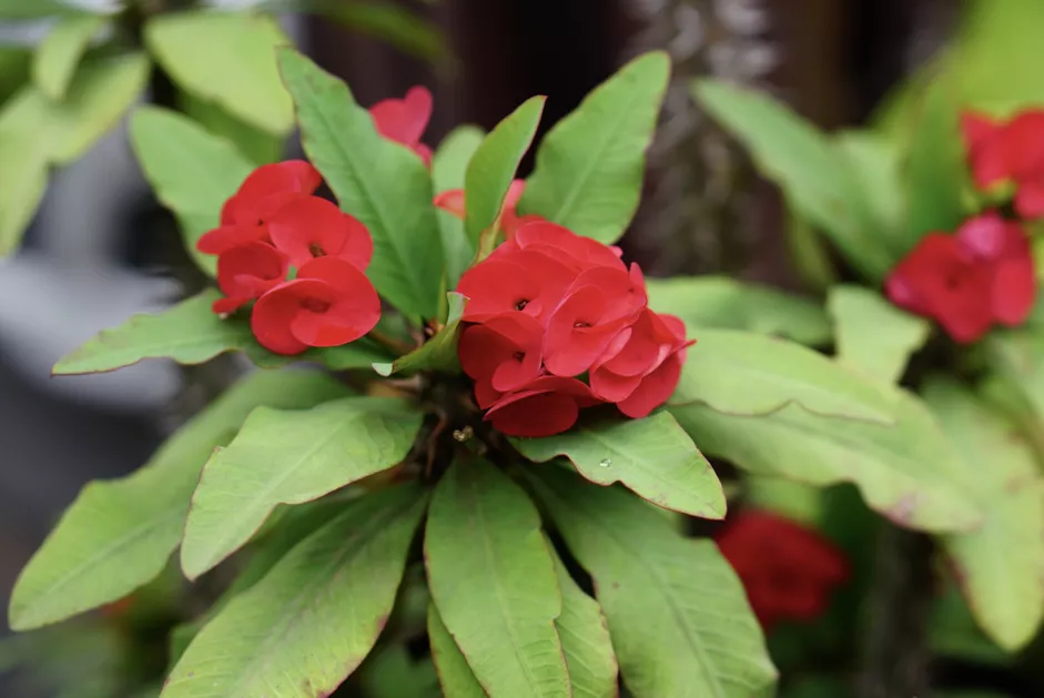 40种适合庭院花园的常见灌木植物，你认识它们吗？