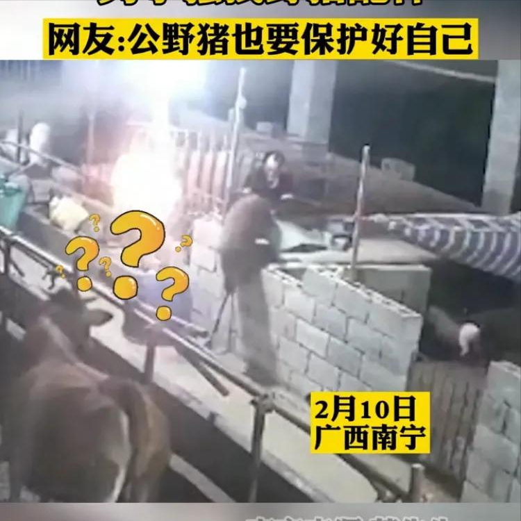 野猪跑进猪圈“搞对象”，男子强拽配种，网友：公野猪保护好自己