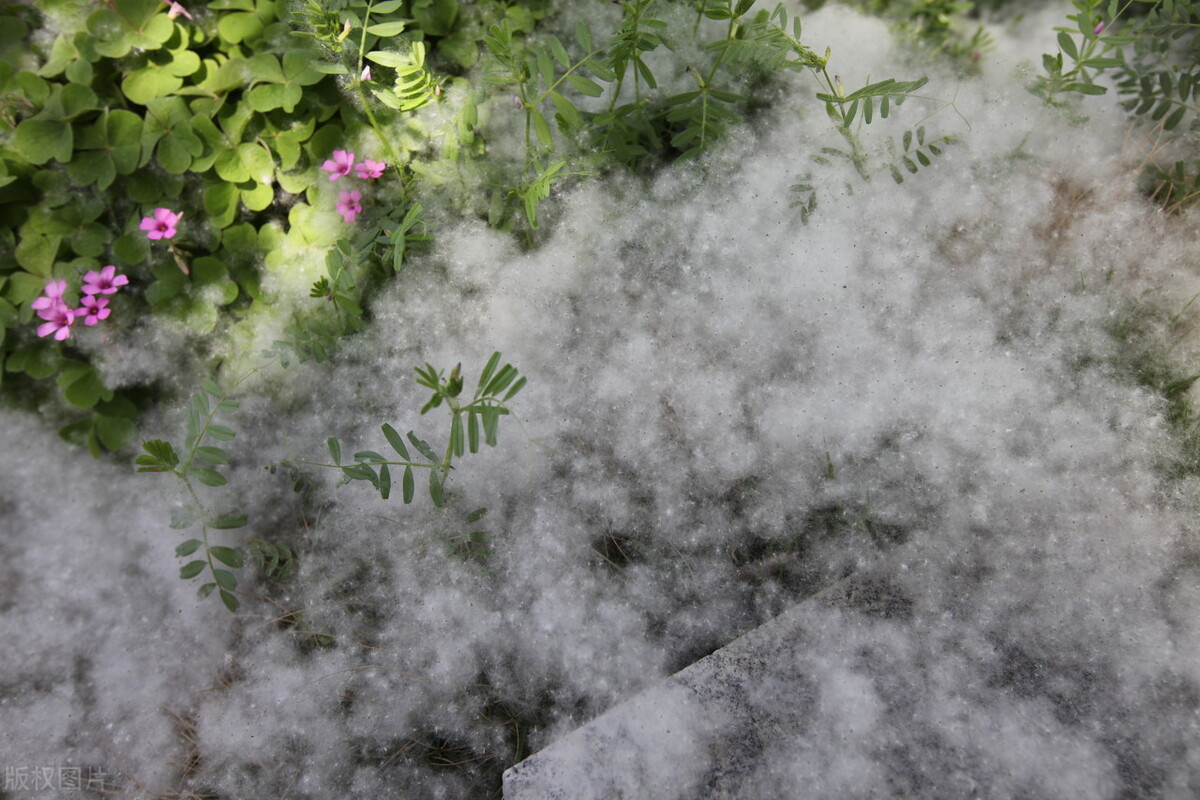 情感文字 一场飘雪，让我静候在某个寒风凛冽的夜晚