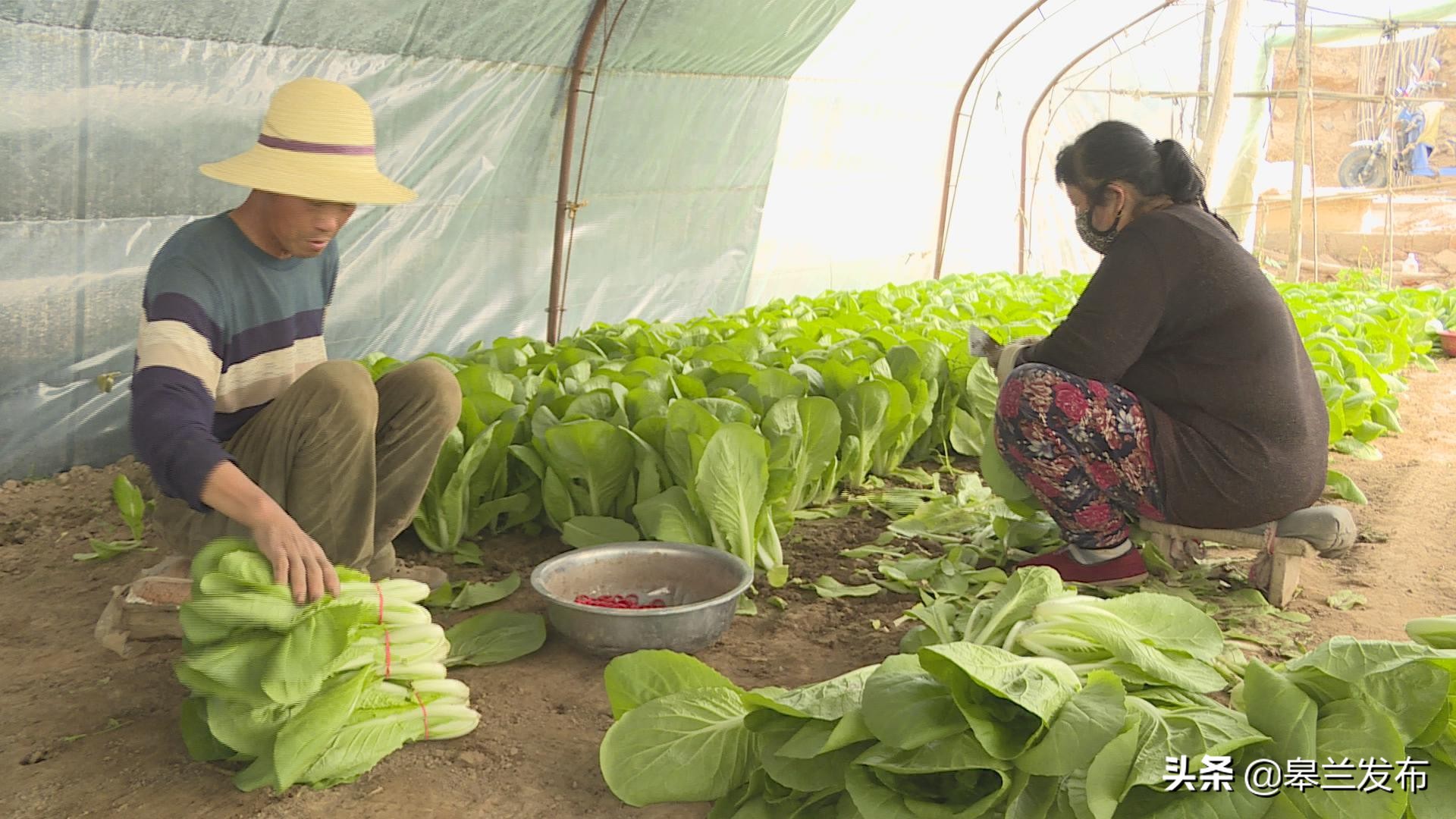 ������ʲ������������߲˴���������