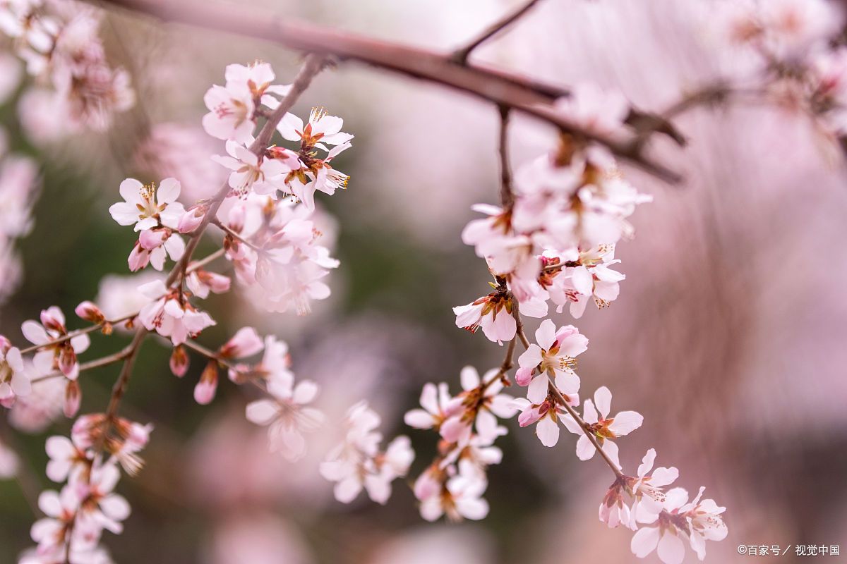 当唐诗宋词遇上春日美景,一起感受春天里的诗意美景