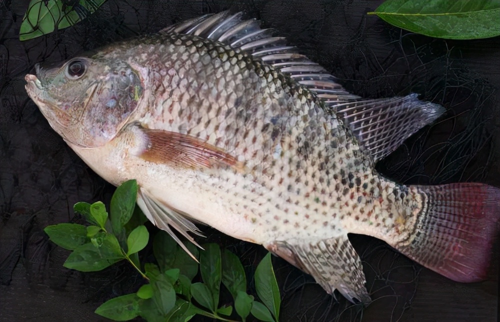 羅非魚圖片,羅非魚圖片大全