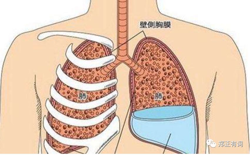 老人肺积液能彻底治愈吗,老人肺积水能活多久-友友