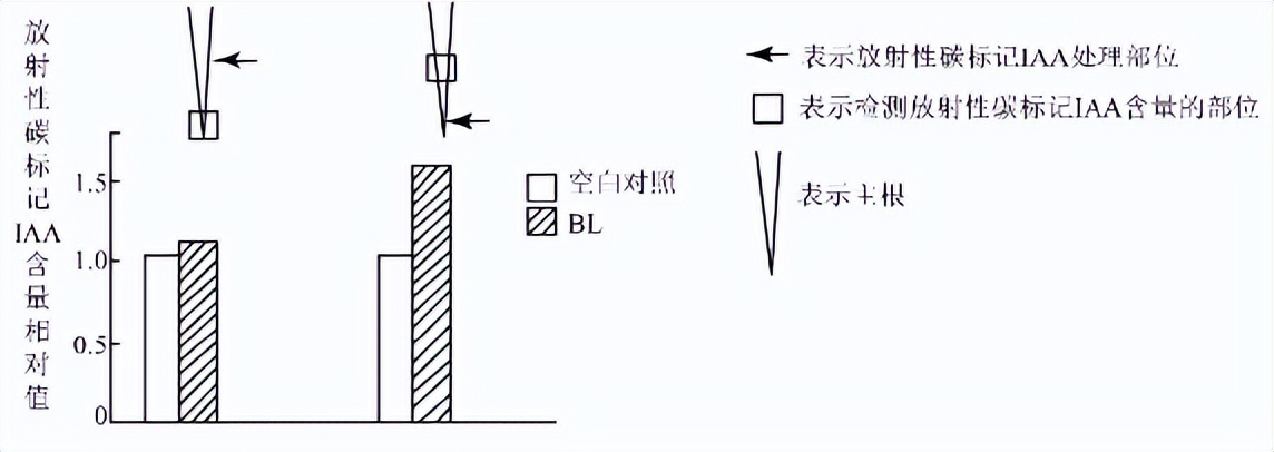 青鲜素相当于什么植物激素（青鲜素相当于什么植物激素类）-第25张图片-昕阳网