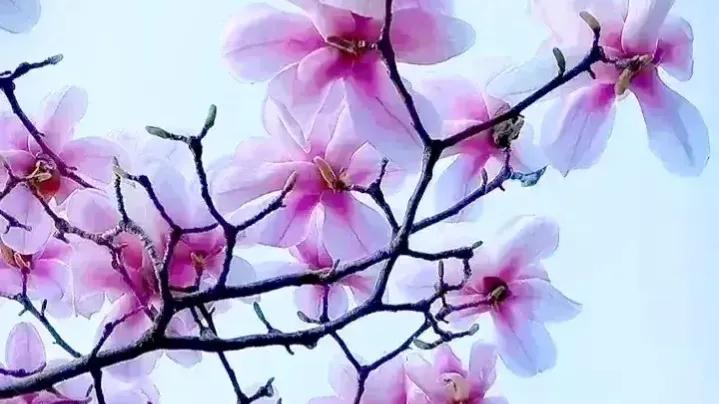 2022高考押题Ⅰ2021浙江卷60分范文《以得失为引 谱人生华章》赏析