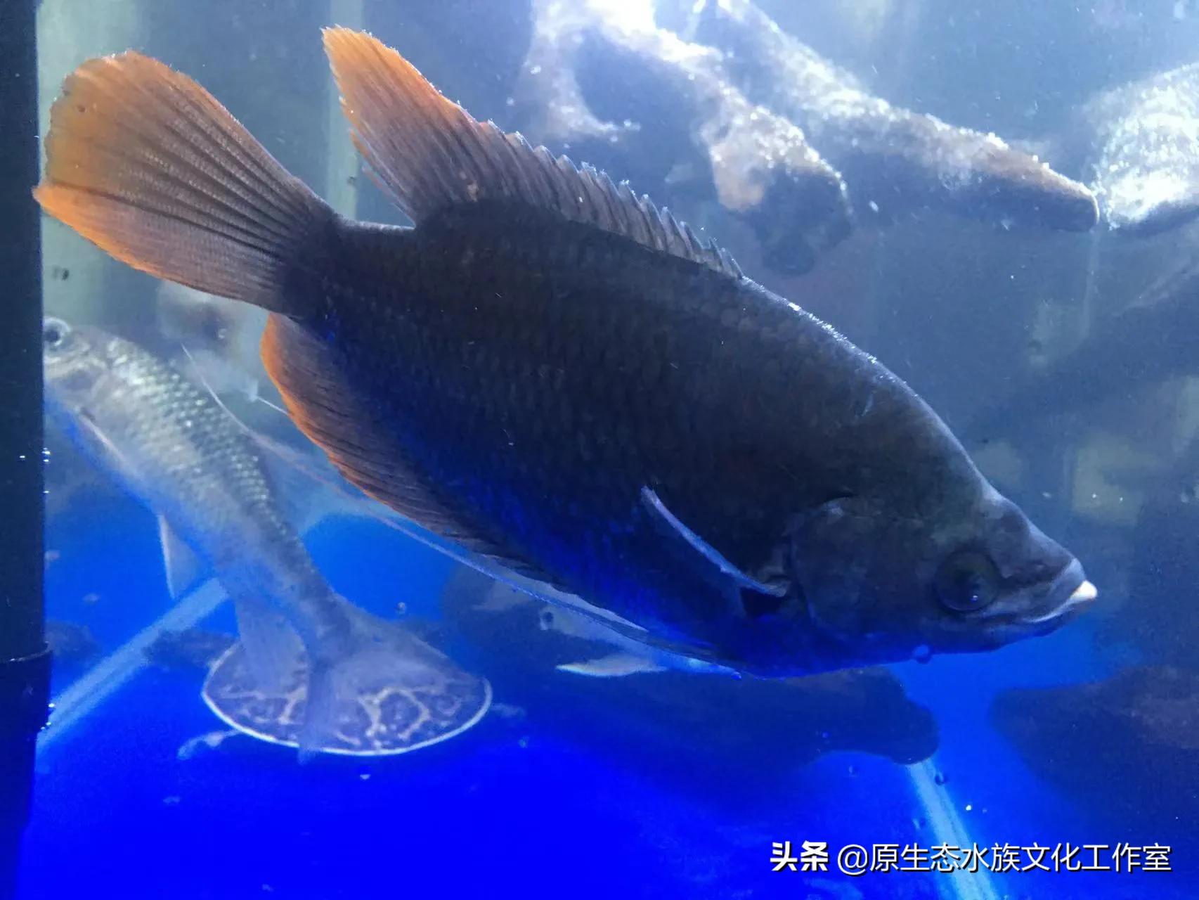 養觀賞魚海水魚原生魚得小總結 養魚等于養興趣 萬變不離其宗 Me前沿