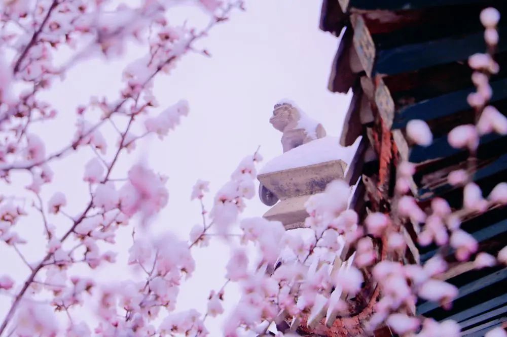 当春花遇上春雪，看京城别样的诗意与浪漫~