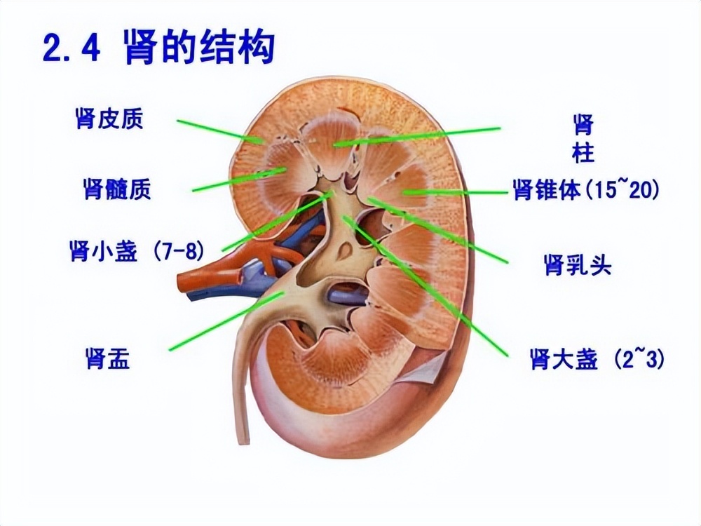 吃肾石通颗粒几天能排出,肾结石吃肾石通颗粒几天见效-友友