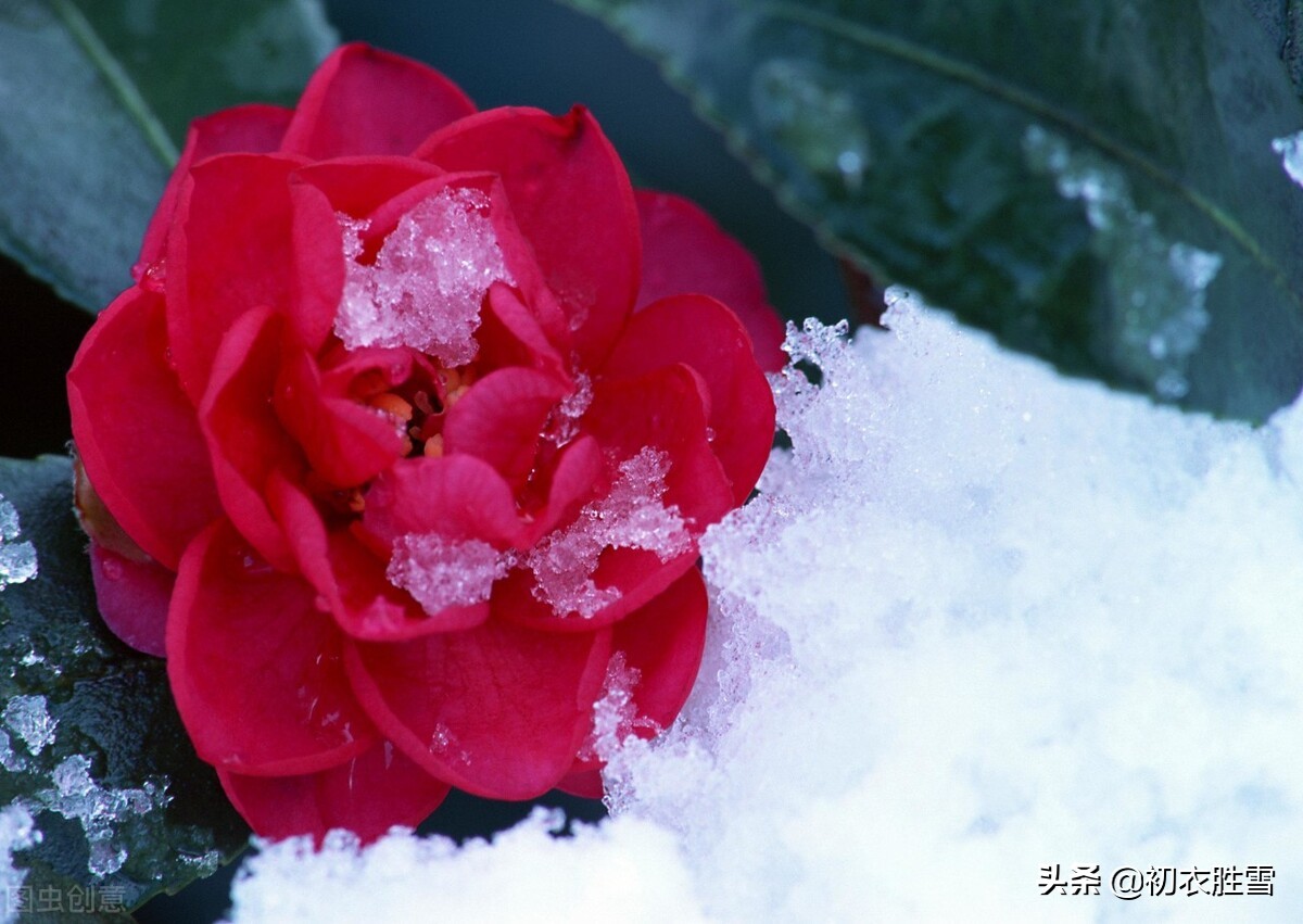 古诗中的飘飘雪八首：严寒瑞雪正飘飘，烂漫横陈玉树花