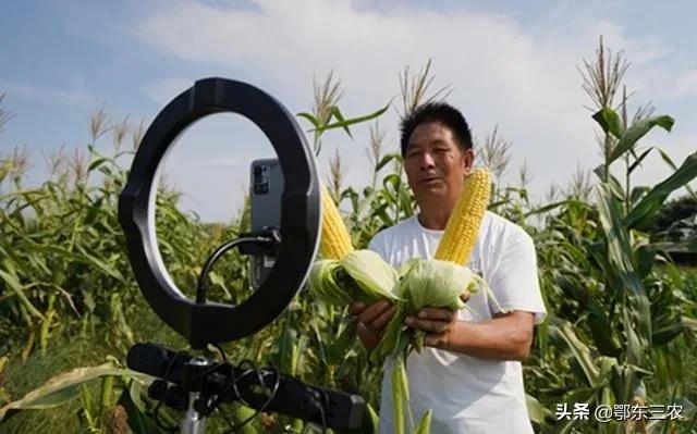 新东方带货一根玉米卖6元,种玉米的人赚钱吗?