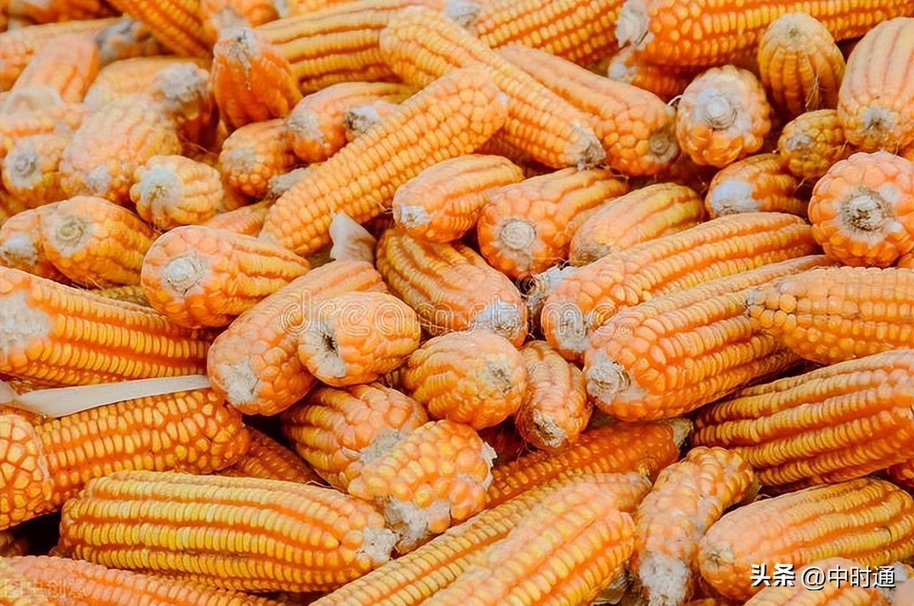 今日新乡县玉米价格「今日山西玉米价一斤多少钱」