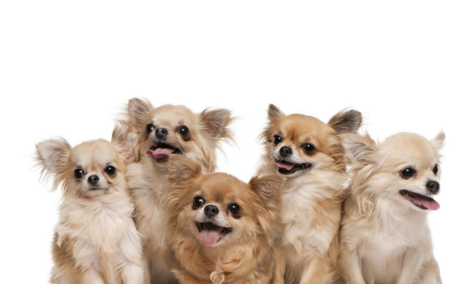 狗一见面，为什么会先“闻屁股”？狗屁股里到底有什么秘密？