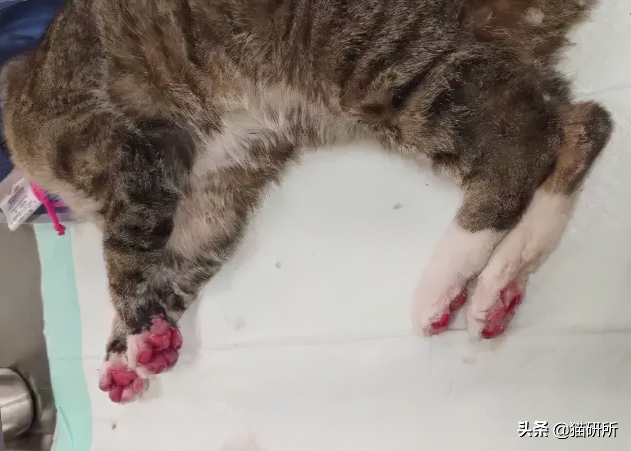 警惕猫咪冬季冻伤！急救指南在这里…