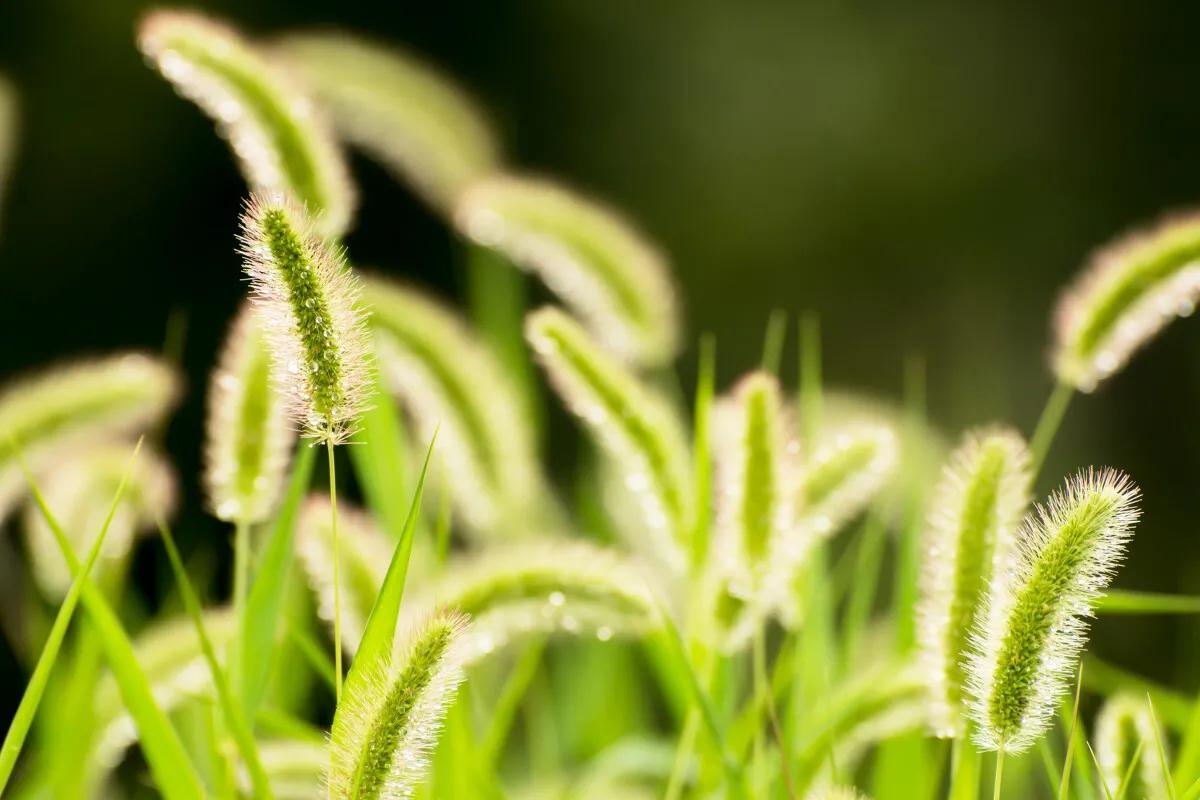 今日花语12——狗尾巴草