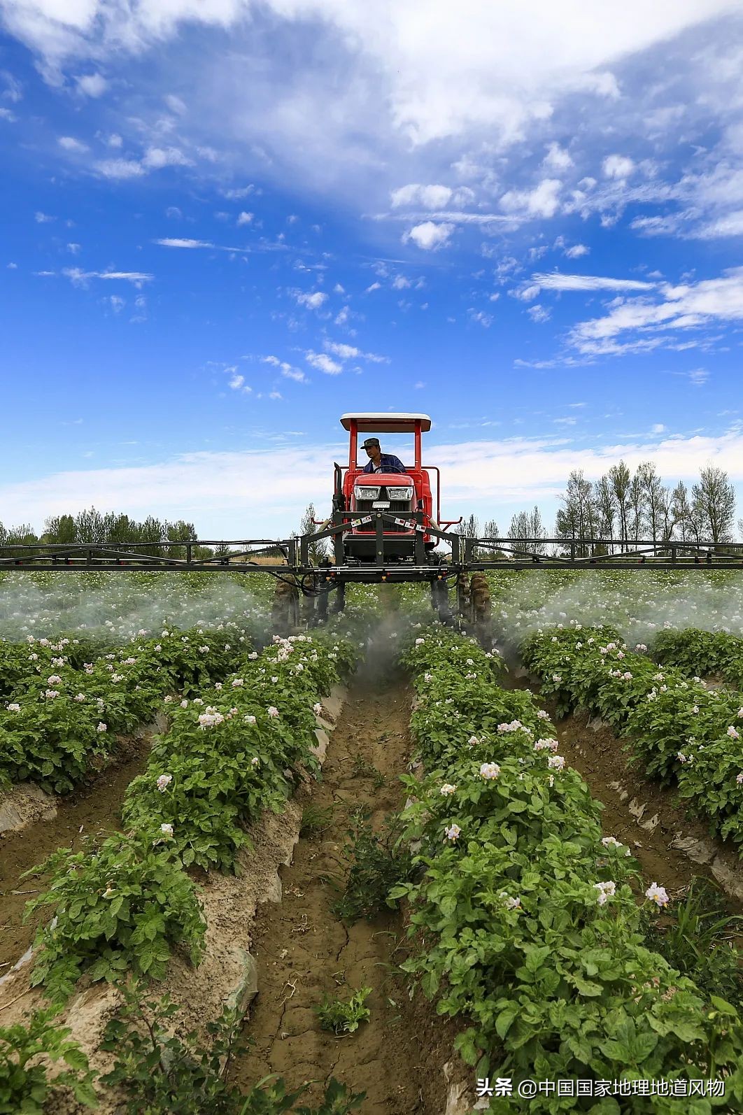 �й���͵����߲˴�ʡ��Ϊʲô�Ǹ��ࣿ